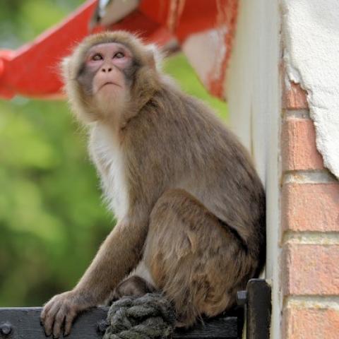 Macaco