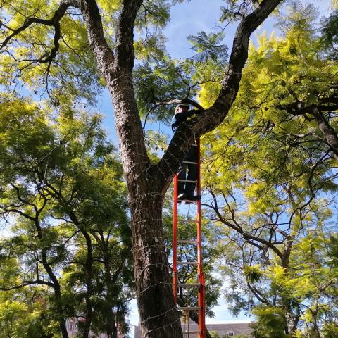 Comienza la instalación de decoración navideña en el centro de la ciudad