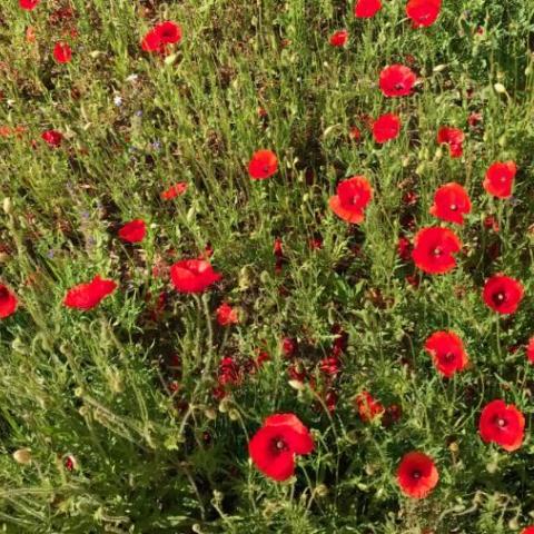 Amapola 