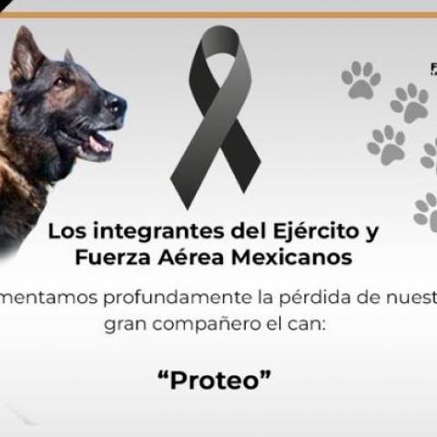 Proteo 