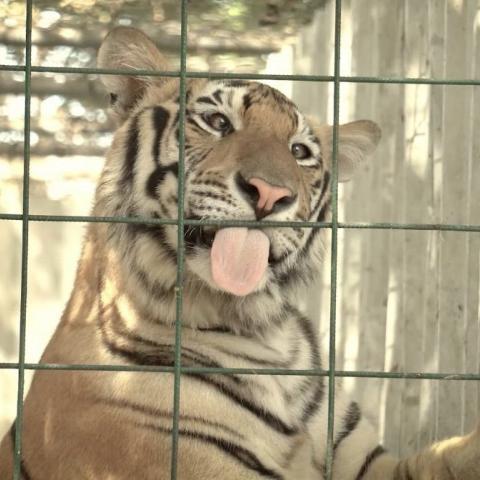 Trasladan 200 tigres de México a la India 