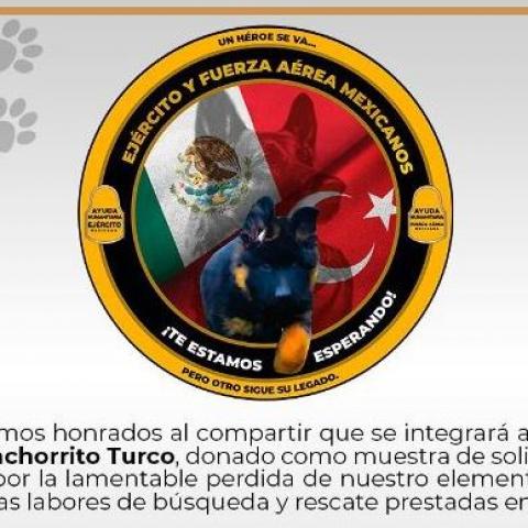 Cachorro nuevo 
