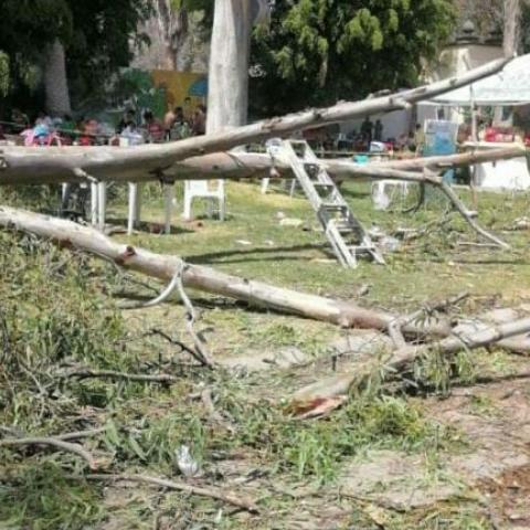 Se desploma árbol en balneario de Comanjilla, Guanajuato; muere un bebé y hay varios lesionados