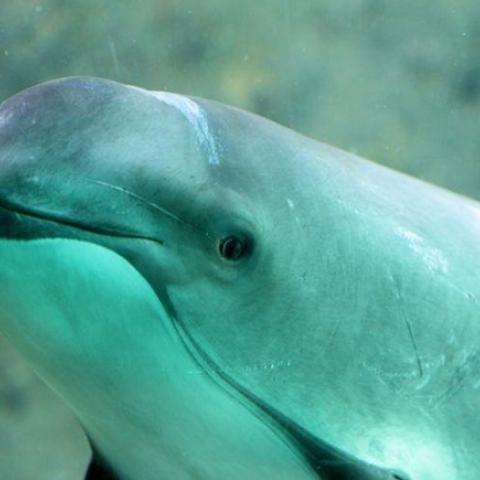 Queda aprobado plan de Semarnat para proteger a la vaquita marina y la totoaba