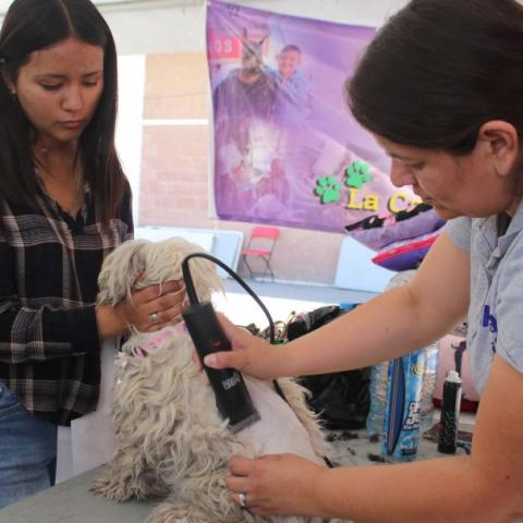 Este 16 de mayo la jornada de salud animal llegará a Jesús María