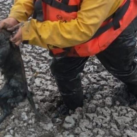 El animal estaba a punto de morir de inanición porque aseguran que llevaba varios días en ese sitio