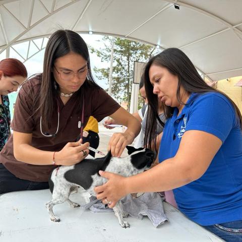 Veterinario