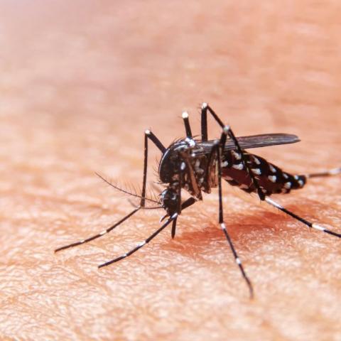 La huasteca de Hidalgo reporta 287 casos de dengue.