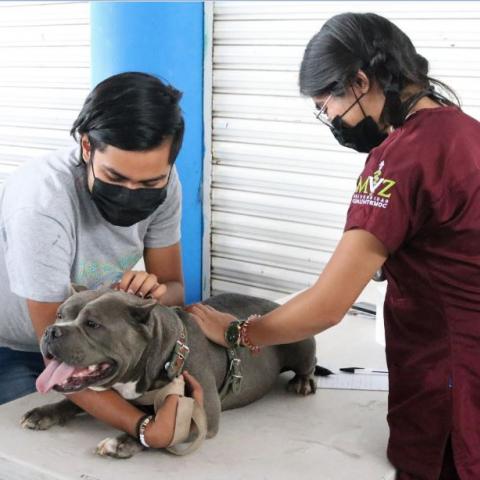 Hoy, esterilización gratuita de mascotas en San Antonio, Tepezalá