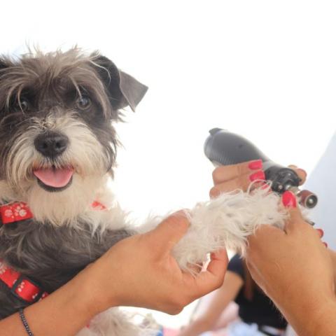 Hoy, esterilización gratuita de mascotas en Pabellón de Arteaga 