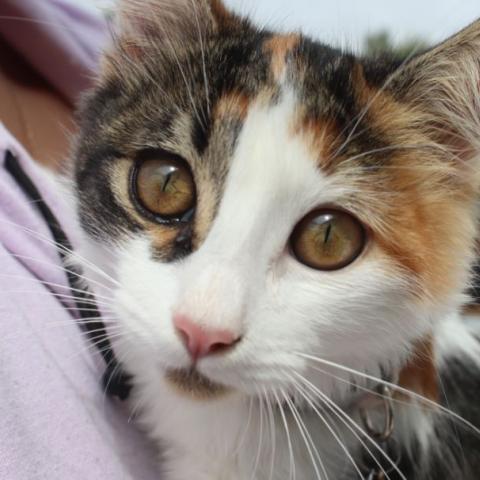 Servicios veterinarios gratuitos este lunes en San Francisco de los Romo