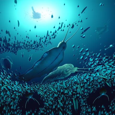 Se trataría de carnivoros de más de 518 millones de años en la columna de agua.