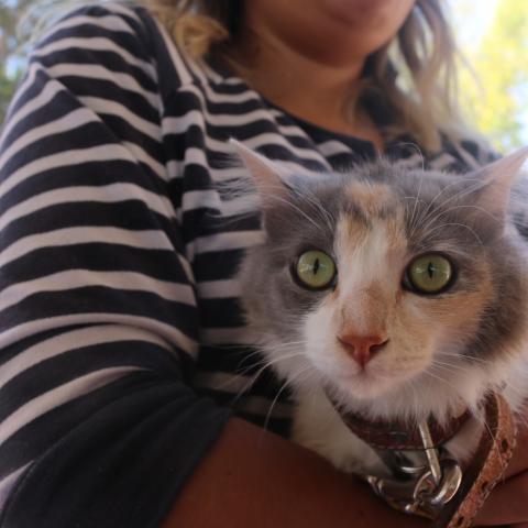 Estas son las fechas de febrero para esterilización gratuita de mascotas