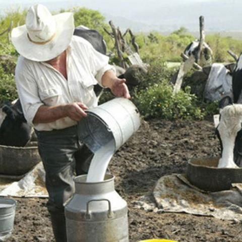 Ganaderos