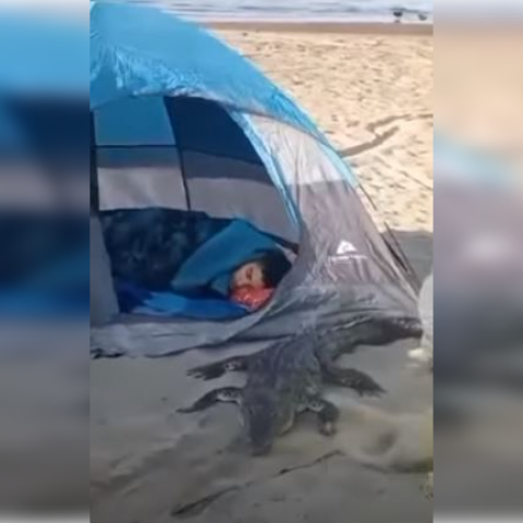 Turista 