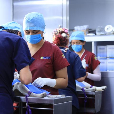 El veterinario móvil llegará este jueves a Jaltomate 