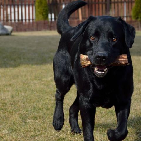 Perro 