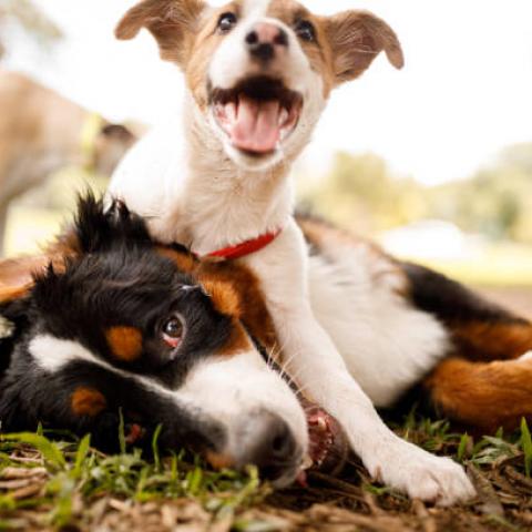 Se busca el apoyo de voluntarios para el refugio Esperanza Canina “Una nueva oportunidad”