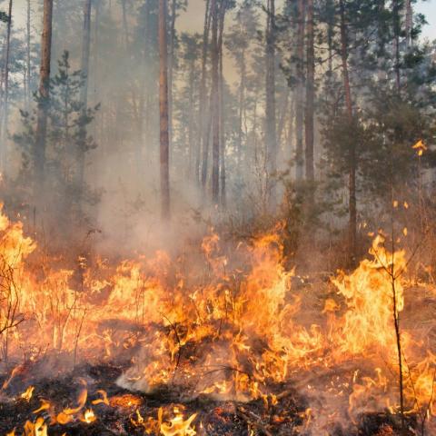24 estados del país sufren 147 daños naturales por los incendios.