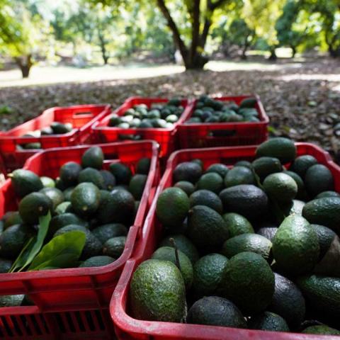 Aguacate