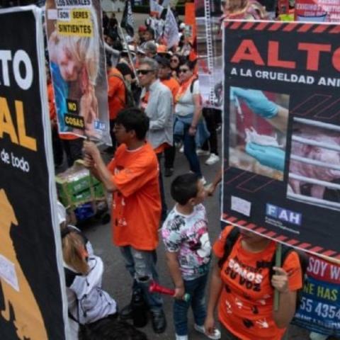  Por los derechos de los animales