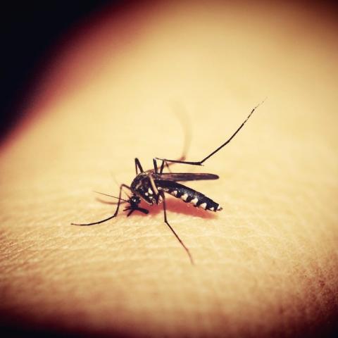 Mosquito 