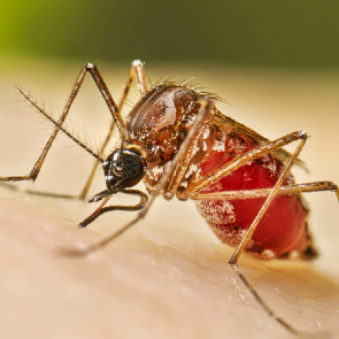 Dengue en Aguascalientes