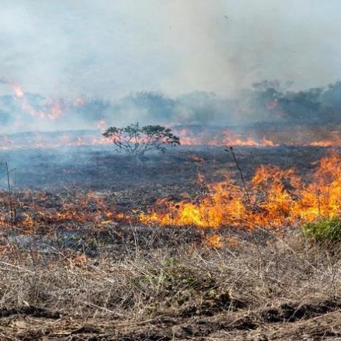 Áreas Naturales Protegidas