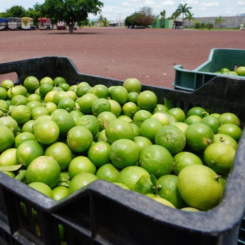 Michoacán: Productores de limón cierran oficinas tras amenazas; piden el fin de extorsiones