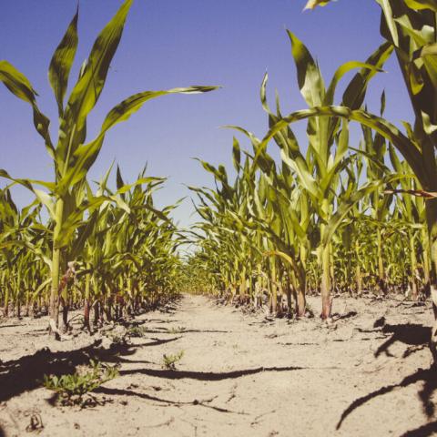 Preocupa al campo aguascalentense falta de apoyo federal para subsistir