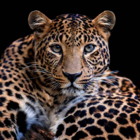 Jaguar es visto por primera vez en Aguascalientes