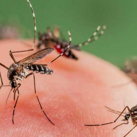 98% de los casos de dengue en Aguascalientes en 2024 se concentraron en 10 colonias de la capital: ISSEA 