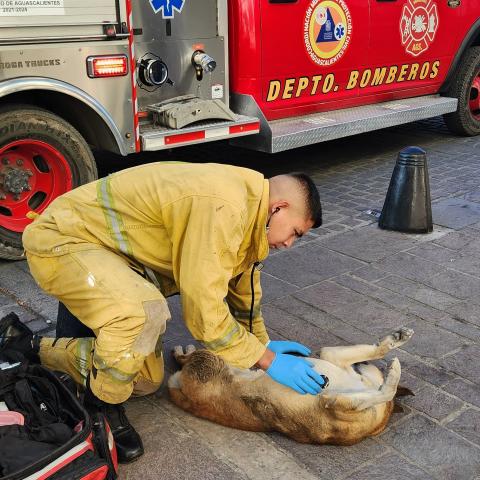 Perrito lesionado 