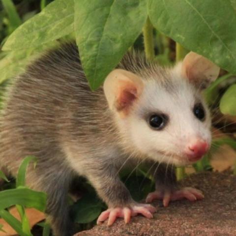tlacuache