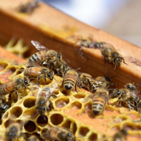 Abejas