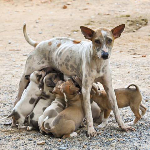 Animalistas piden esterilización obligatoria de mascotas para frenar la sobrepoblación animal
