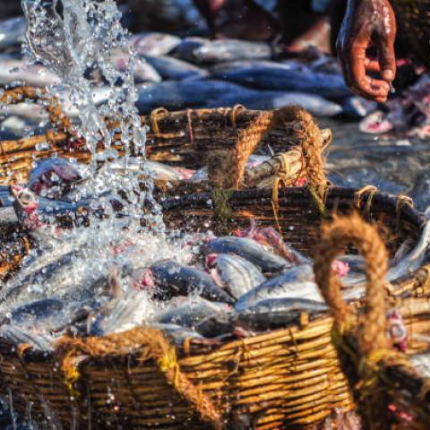 Productores de tilapia esperan recuperación tras fuerte caída en la pesca por sequía
