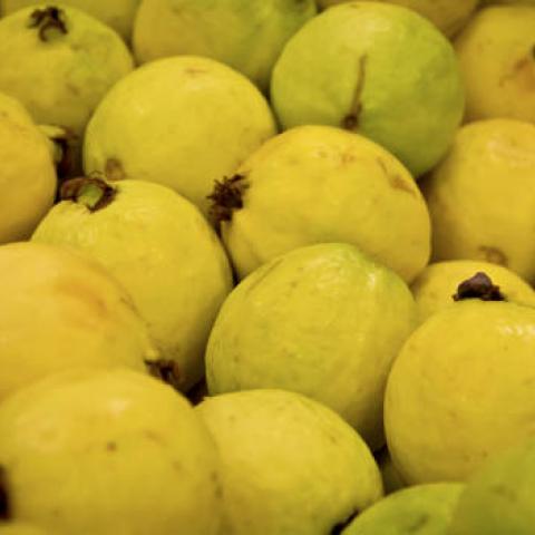Productores de guayaba, en incertidumbre por nueva ley contra comida chatarra