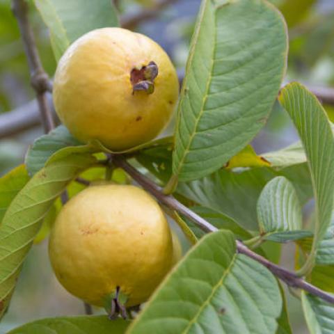 Temen productores que aranceles impacten en producción y precio de guayaba
