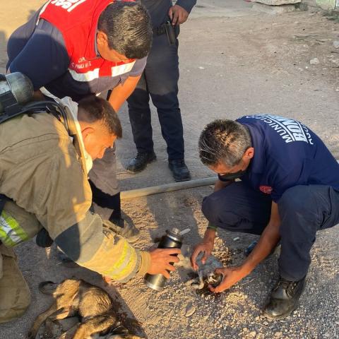 incendio 