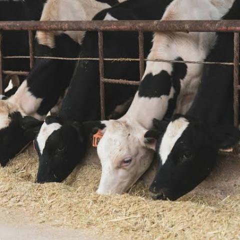 Autoridades se previenen ante posible caída de precios en la leche