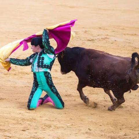 Corridas de toros *Sin reportes de amenazas contra antitaurinos, sostiene Patronato
