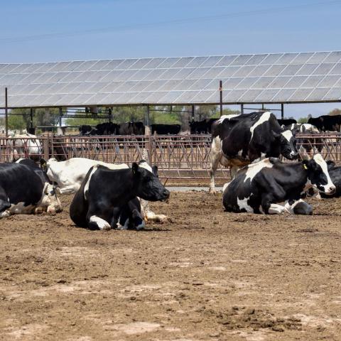 Vacas 