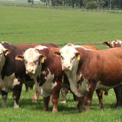 Vacas 