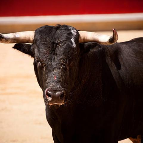 Asociaciones se manifestarán a favor de la vida animal el 27 de abril