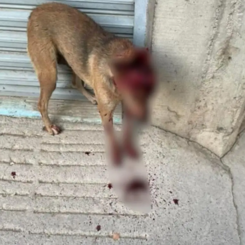 Loba, perrita agredida en Calvillo 