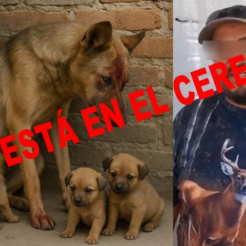 Consideró que era un peligro para otros animales el dejarlo en libertad y le impuso la medida cautelar 