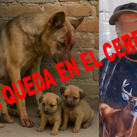 El que atacó a la perrita Loba fue vinculado a proceso y el Juez mantuvo la Prisión Preventiva Justificada