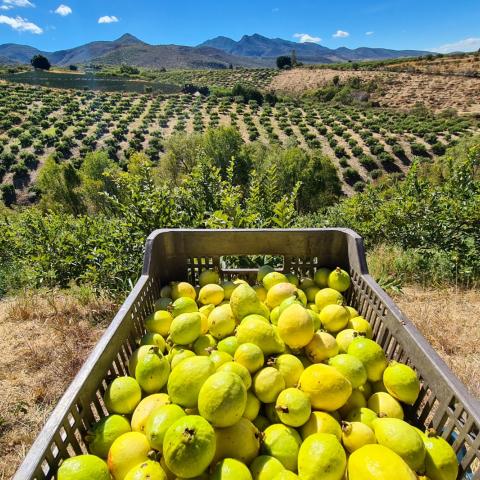 Guayaba 