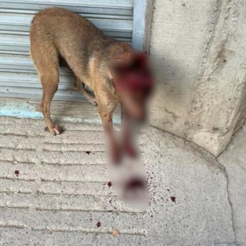 Maltrato animal 